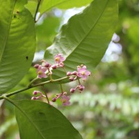 <i>Ardisia lankaensis</i>  Kosterm.